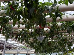 -东南花都花博园