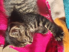 -艾贝尔宠物医院 ·内科全科(梁溪路店)