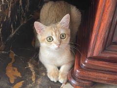 -东方名猫馆·英短金渐层布偶猫舍(环线广场1号楼店)