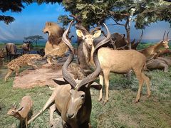 -国家自然博物馆