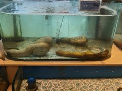 水产区-大渔小鲜火锅店