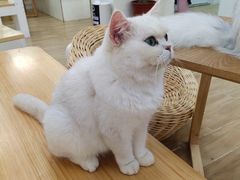-李小姐の猫咖啡馆(五角场店)