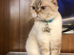 -喵园·猫主题咖啡厅·撸猫·猫咖(国贸店)