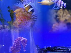 -上海海洋水族馆