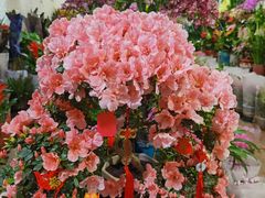 -金陵花卉交易市场