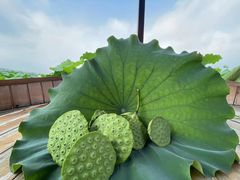 -池杉湖湿地公园