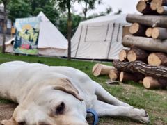 -Walker萌宠露营(大明骑士驿站店)