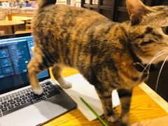 -猫的天空之城概念书店(杭州南宋御街店)