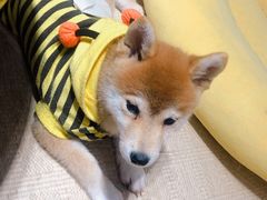 -逗柴咖啡屋·狗咖猫咖宠物桌游