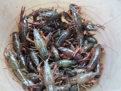 -同銮特种养殖场·龙虾垂钓