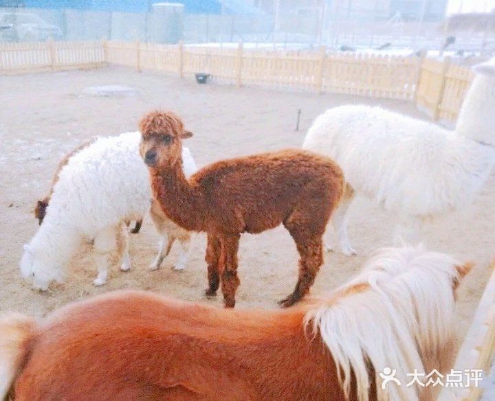 六一遛娃首选，9号萌宠亲子农场，六一优惠大促