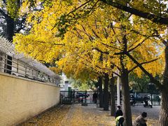 -三里屯东五街银杏大道