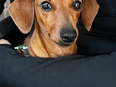 -阿三麻蓉汤圆(顺光大厦店)