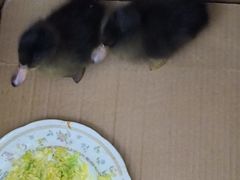 -花鸟鱼虫鲜花绿植市场(玉泉路店)