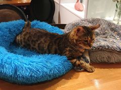 -猫小院猫主题餐厅(三里屯店)