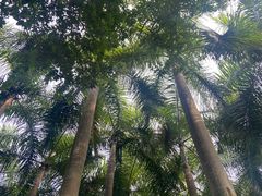 -深圳国际园林花卉博览园