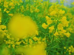 -桑洲油菜花景区