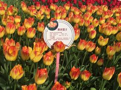 -荷兰花海