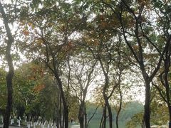 -番禺大夫山森林公园