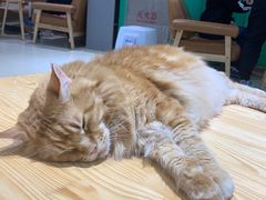 -藏猫猫咖啡主题馆(中央大道店)