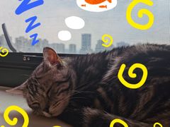 -猫腻·猫咖·撸猫馆(星光大道店)
