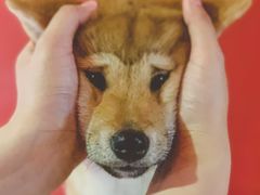 -猫色咖啡·猫咖