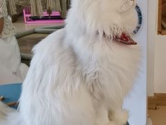 -猫在这儿猫咪咖啡馆·撸猫馆