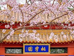 -桃花堤公园