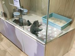 -屋虎猫馆(宝安大仟里店)