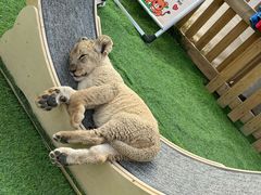 -鄂尔多斯野生动物园