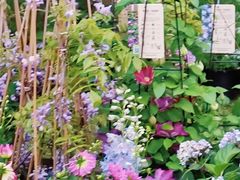 -深圳仙湖植物园