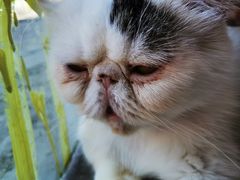 -平行世界·猫咖(首经贸店)