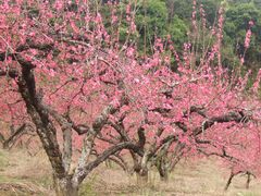 -象头山国家级自然保护区