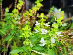 -卡普里披萨·牛扒·下午茶