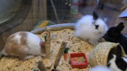 -卡通尼·Safari非洲探索乐园·生日会(金桥国际商业广场店)