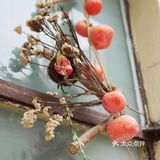 窗台上的小确幸🐇🦉🐌🌿🌹