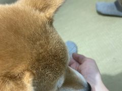 -逗柴咖啡屋·狗咖猫咖宠物桌游