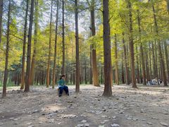 -日照海滨国家森林公园