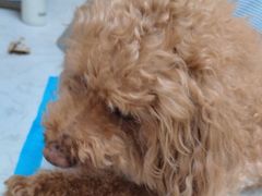 -关爱动物医院·心脏·中兽医·异宠(金牛路分院)