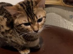 -猫小院猫主题咖啡厅(北锣店)