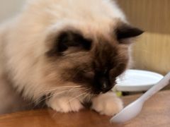 -滚猫咖啡·猫咖·猫友好撸猫(未来城店)