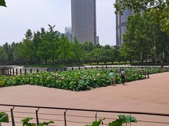 -大望京公园