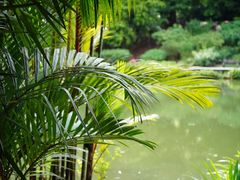 -新加坡植物园