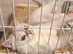 -东方名猫馆·英短金渐层布偶猫舍(环线广场1号楼店)