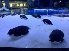 -上海海昌海洋公园