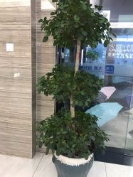 -大麦微针植发丨全国连锁