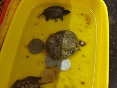 -吱咖啡西式简餐