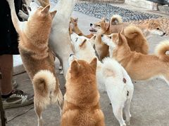 -柴犬高等学院·狗咖·柴犬售卖·宠物训练