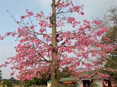 -广东圆玄道观