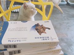 -喵屿·大理花园猫咖